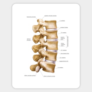 Lumbar part of vertebral column, artwork (C020/9065) Sticker